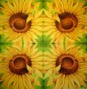 190 Sonnenblumen - 3-lagig - Cool Time